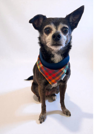 Rainbow fall plaid reversible pet bandana