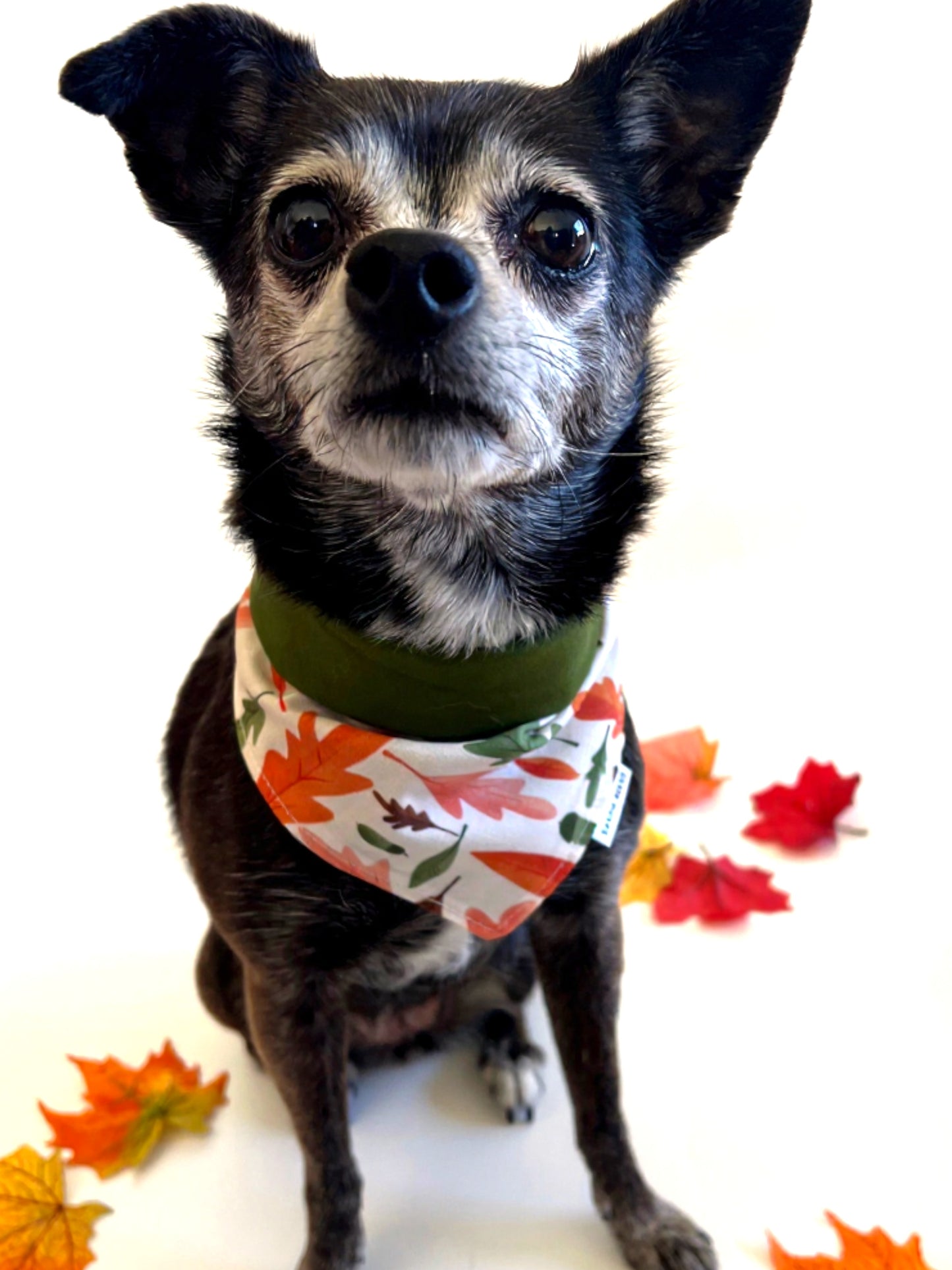 Fall leaves reversible pet bandana