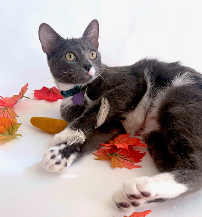 Pie and carrot - set of 2 wool catnip toys