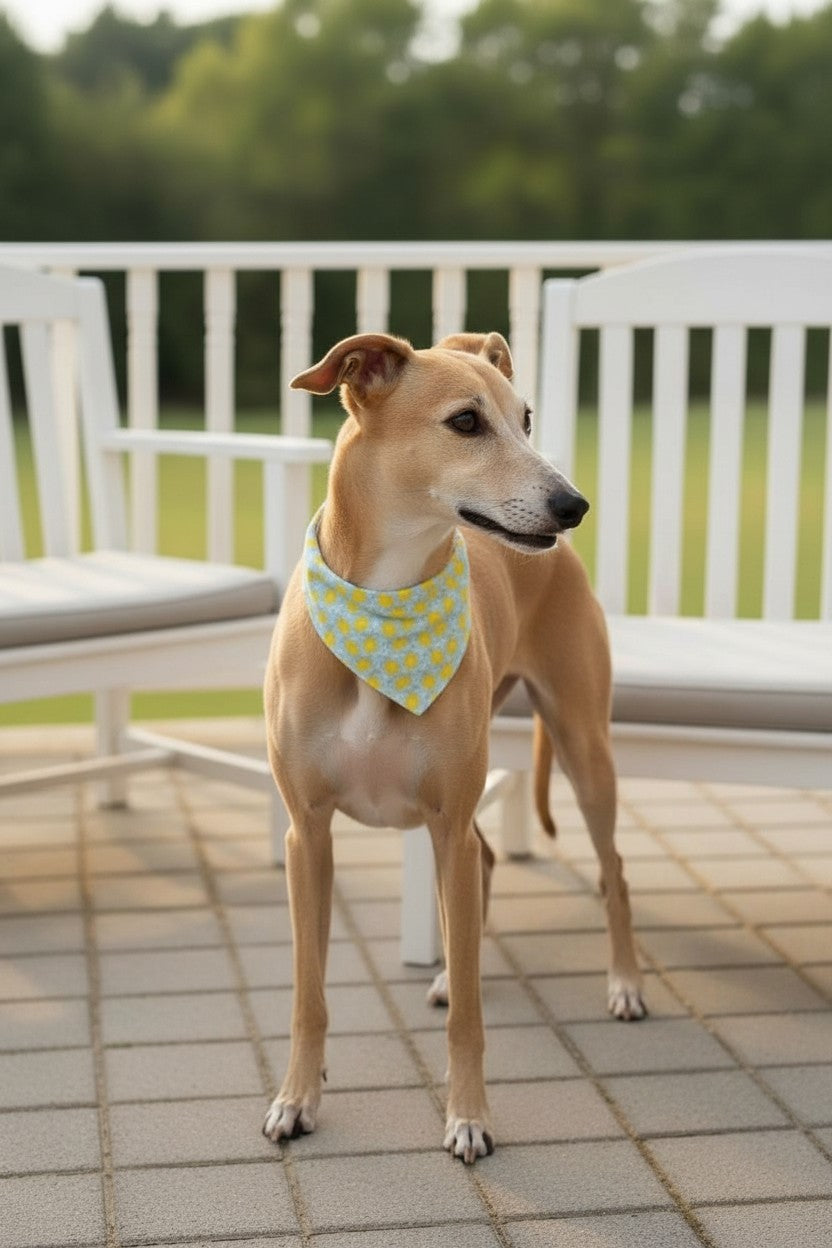 Sweet lemons reversible pet bandana